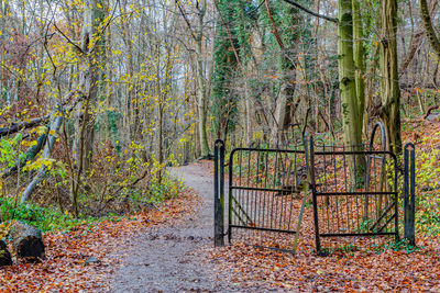 Abandoned wrought iron black gate in the forest next to a path between bare autumn tree