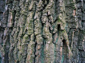 Full frame of tree trunk