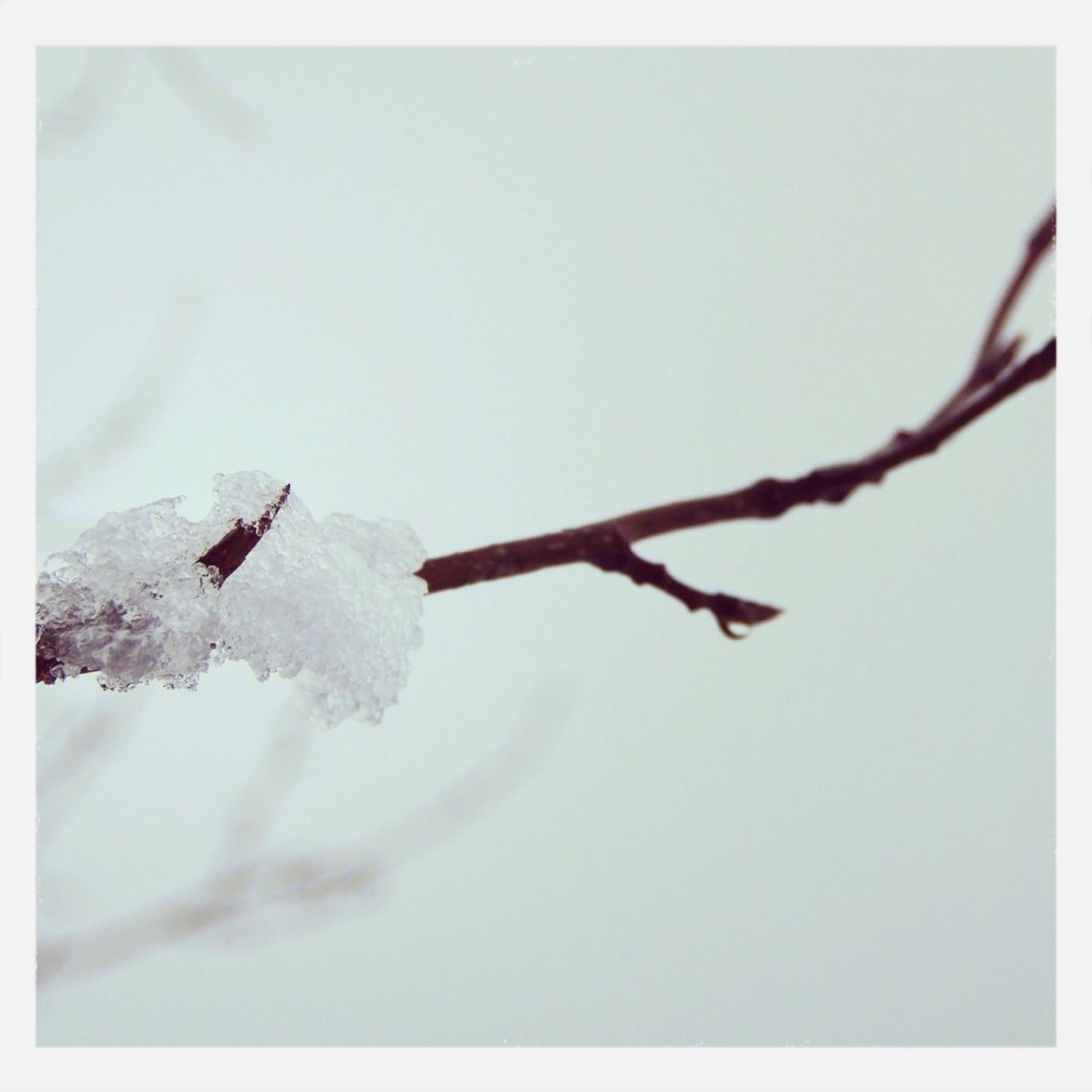 transfer print, auto post production filter, close-up, focus on foreground, nature, branch, twig, dead plant, frozen, day, no people, outdoors, dry, clear sky, stem, beauty in nature, cold temperature, selective focus, tranquility, fragility