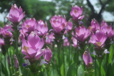 Close-up of pink flowers