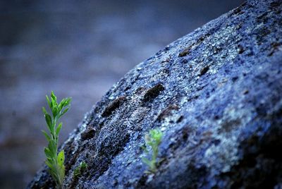 Close-up of tree trunk