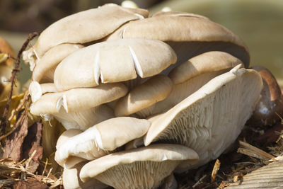 Close-up of mushrooms growing on field