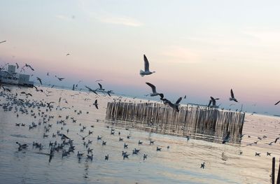 Seagulls flying over lake against sky during sunset