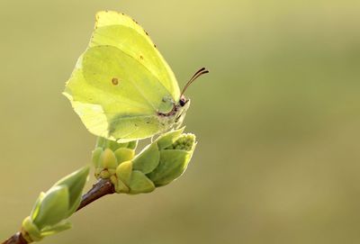 Close-up of insect on leaf