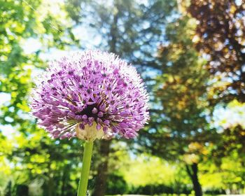 Close-up of thistle blooming outdoors