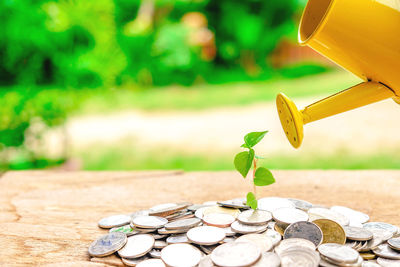 Close-up of seedling growing on coins while getting water from watering can