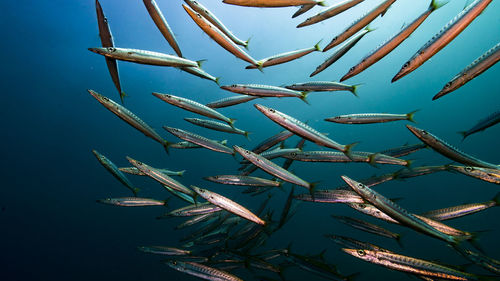 Low angle view of fish in sea