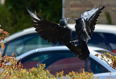 Ravens flying by plants
