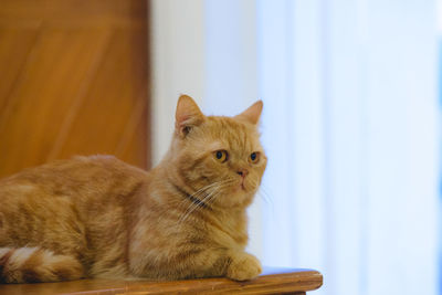 Close-up of a cat looking away