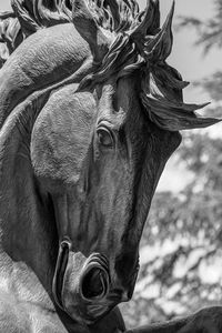 Close-up of a horse