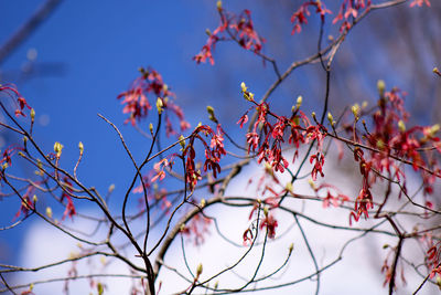 Low angle view of red blooming tree against the sky