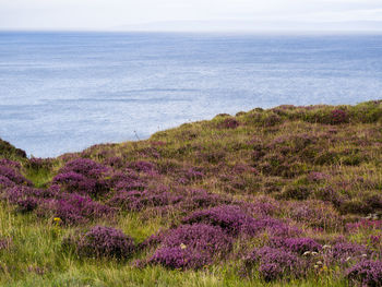 Purple flowers on sea shore