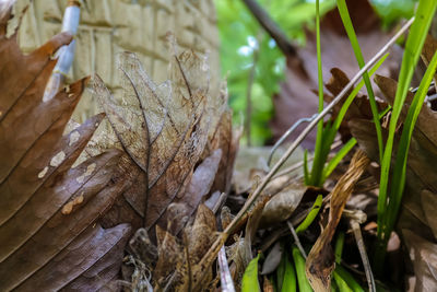 Close-up of dry plant