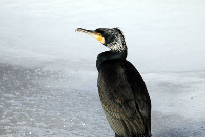 Close-up of a bird