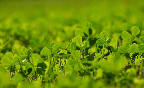 Close-up of plant growing on field