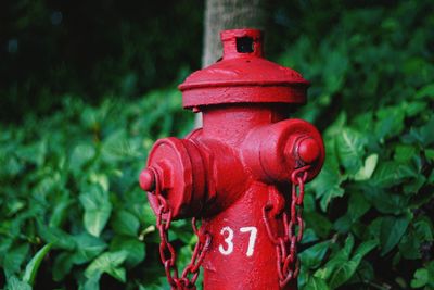 Close-up of red fire hydrant