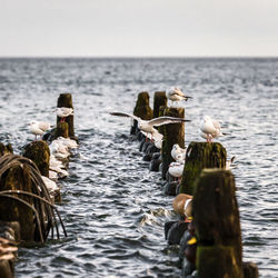 Seagulls perching on wooden posts at sea against sky