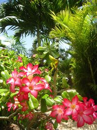 Close-up of pink flowers