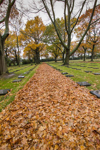 Trees growing on field during autumn