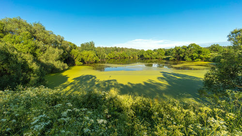 Green pond in greenery in summer