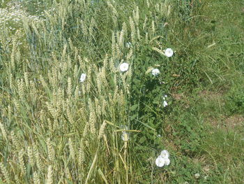 plant