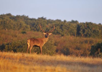 Deer standing on field