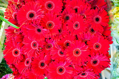 Close-up of red flower