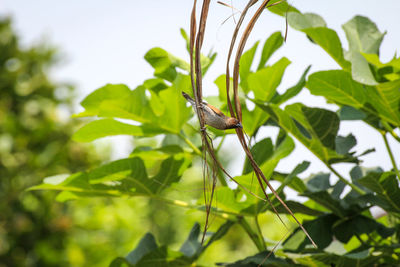 Close-up of insect on plant