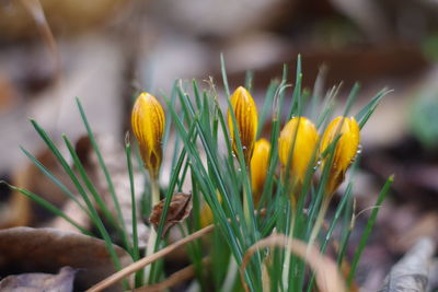 Close-up of yellow flowering plant on field