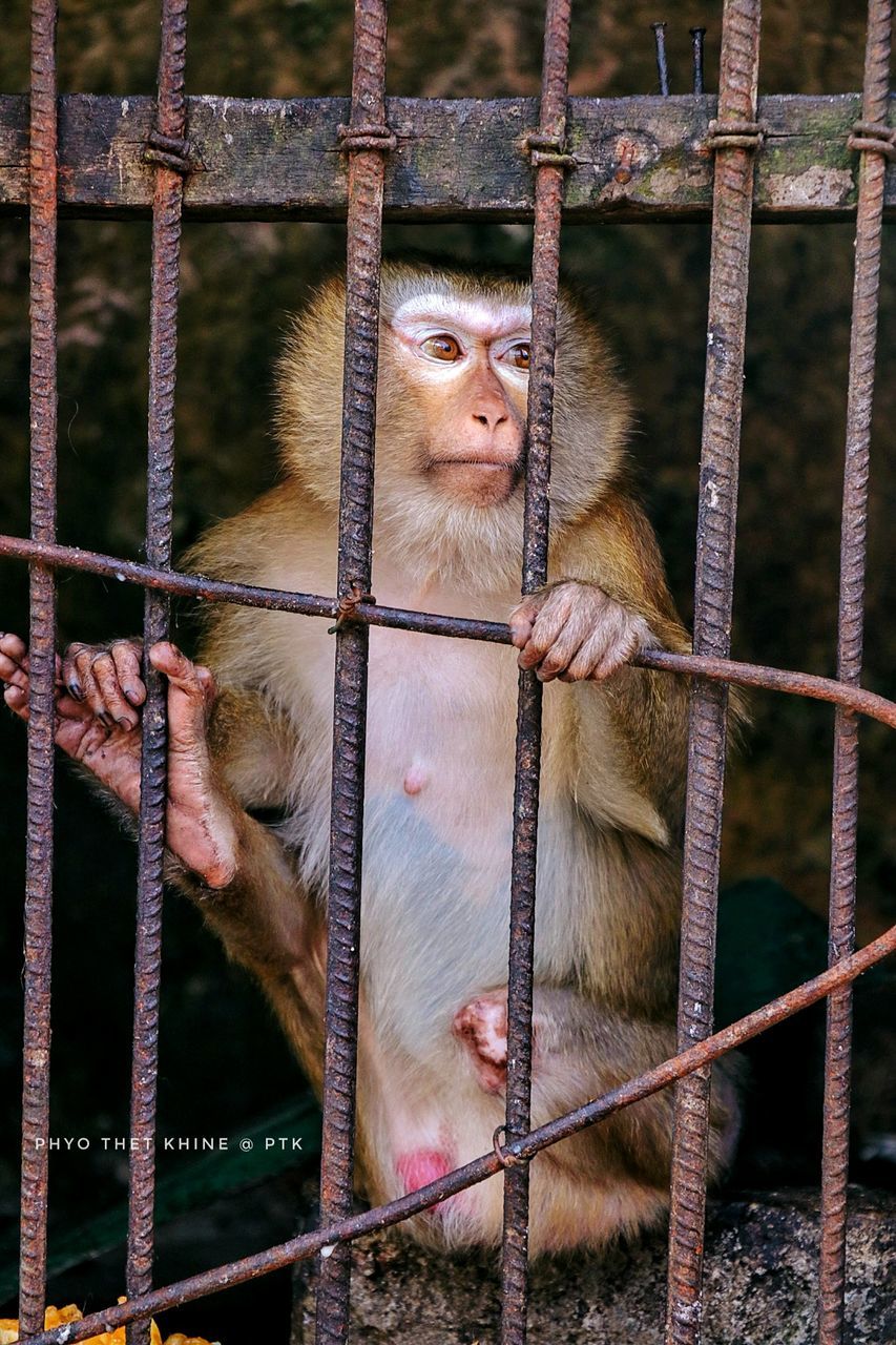 animal themes, animal, mammal, primate, monkey, animal wildlife, cage, animals in captivity, one animal, vertebrate, metal, looking away, animals in the wild, trapped, looking, no people, zoo, fence, day, outdoors
