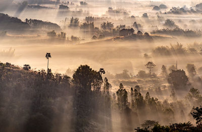 Mist in forest with sunbeam rays, woods landscape