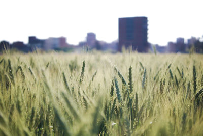 Close-up of wheat field