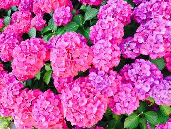 Close-up of pink flowers blooming outdoors