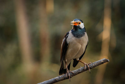 Close-up of bird perching on branch