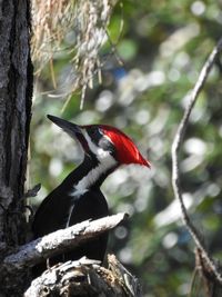 Close-up of bird perching on tree trunk