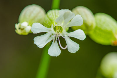 Close-up of white flowering plant