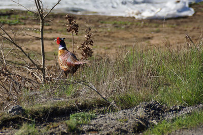 Pheasant bird on field