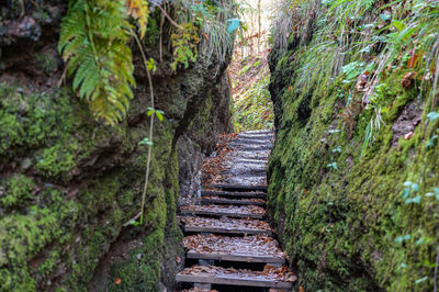 Footpath amidst trees in forest