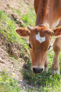 Cow in a field