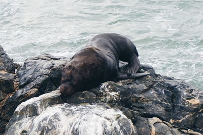 High angle view of sea lion on rock