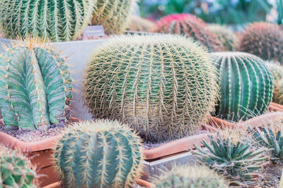Ball shaped cacti in botanical garden
