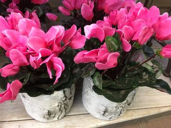 Close-up of pink flowers on table