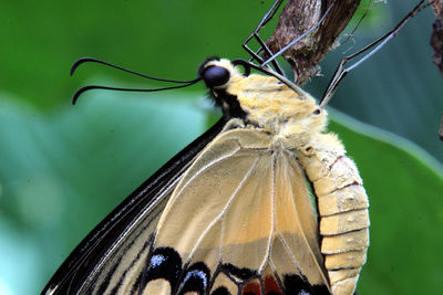 Close-up of butterfly on leaf