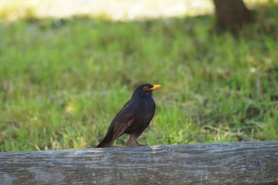 Bird perching on wood