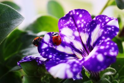 Close-up of bumblebee pollinating on purple flower
