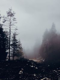 Trees in forest against sky during winter