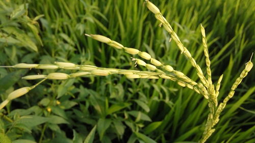 Close-up of plants growing in field