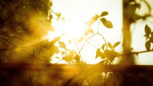 Sun shining through plants