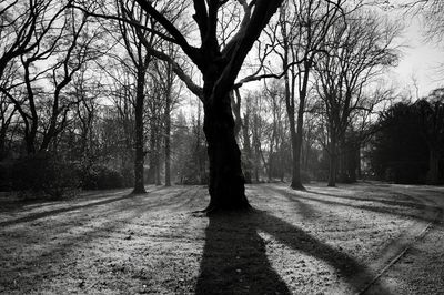 Silhouette bare trees by road in forest