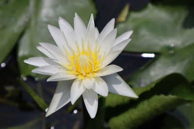 Close-up of white flower